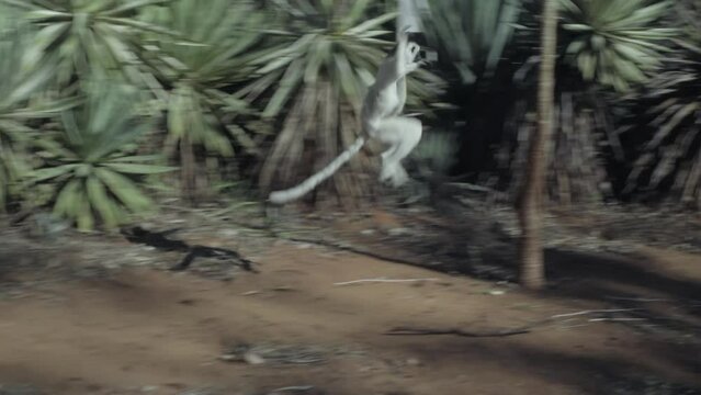 two white sifakas on a tree, one moving to the next tree by hopping over ground which resembles dancing.