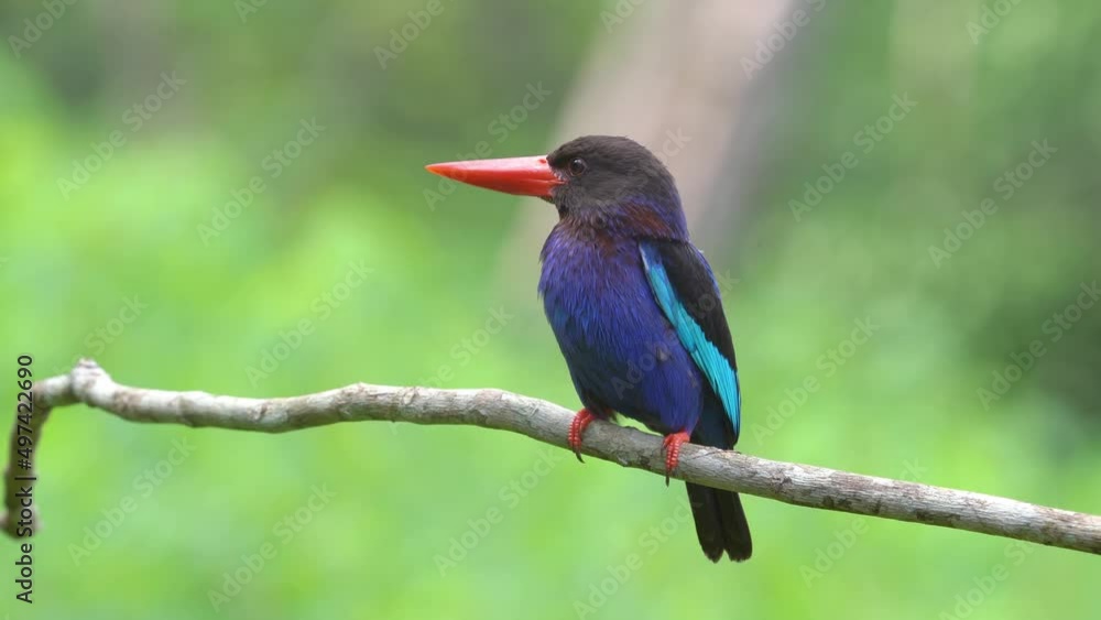 Poster a beautiful javan kingfisher with sharp eyes monitoring the surrounding atmosphere