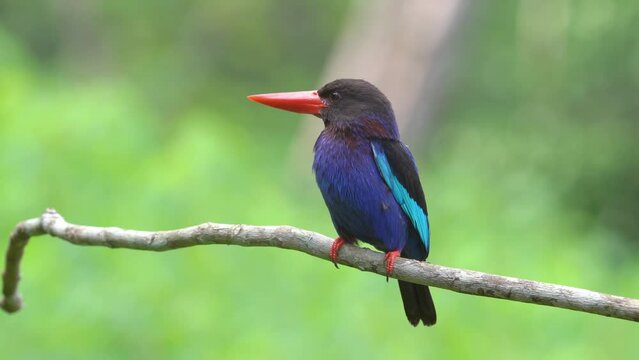 a beautiful javan kingfisher with sharp eyes monitoring the surrounding atmosphere