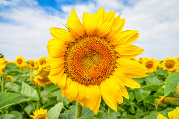 Fototapeta premium Fleur de tournesol en gros plan au milieu d'un champs.