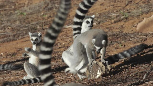 three ring-tailed lemurs sunbathing, another catta passes in foreground with tail raised