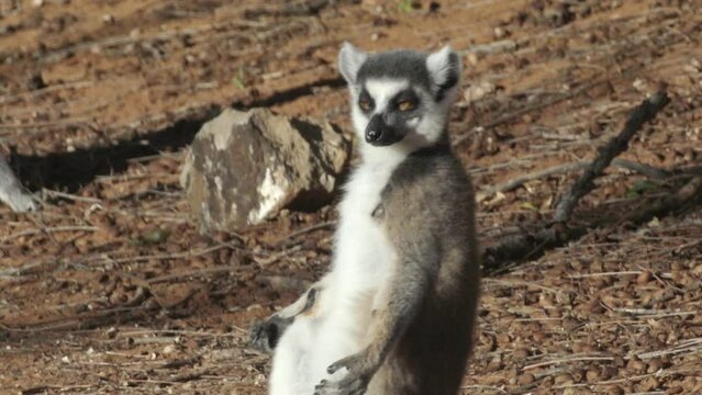 ring-tailed lemur dozing in morning light on sandy bottom in yoga posture cross legged and arms spread. Medium shot showing upper body parts