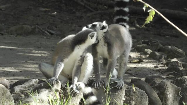 two ring-tailed lemurs cuddling, one moves away, the other starts cleaning itself by licking fur