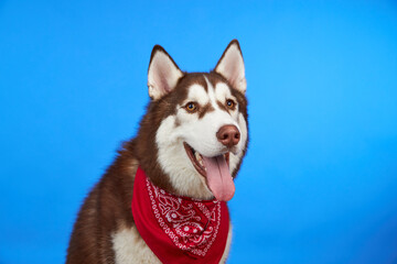 Happy husky dog smiling on a colored blue background. The concept of canine emotions. Place for advertising.