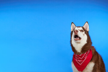 Funny Siberian Husky dog on blue background. The dog is smiling sweetly and looking up. The concept of canine emotions. Place for advertising.