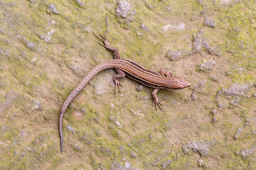 Obraz premium Top view of an Iberian wall lizard. Podarcis hispanica.