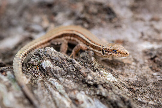 Close up of an Iberian wall lizard. Podarcis hispanica.