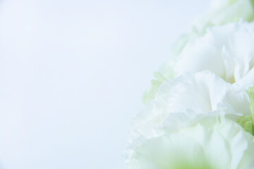 白い花　花束　トルコギキョウ