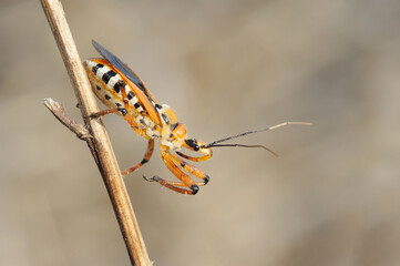 Closeup of the nature of Israel -  bug on a branch