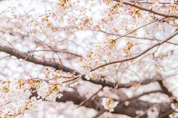 桜、春