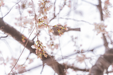 桜、春、野鳥