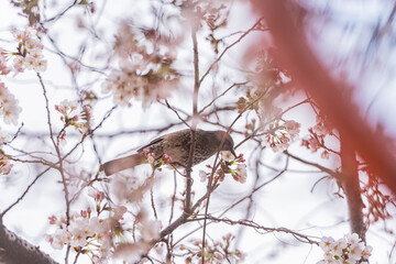 桜、春、野鳥