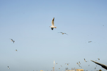 Flying beautiful seagulls against the blue sky
