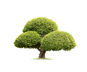 Tako trees bending.Isolated tree on white background ,bending trees database Botanical garden organization elements of nature in Thailand, tropical trees isolated used for design.