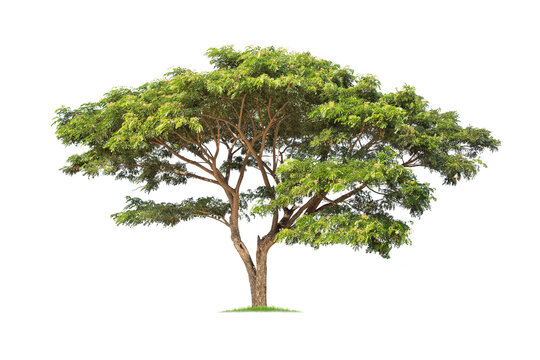 isolated rain tree, Common name : saman, rain tree, monkeypod, giant thibet, inga saman, cow tamarind, East Indian walnut, Binomial name : Albizia saman