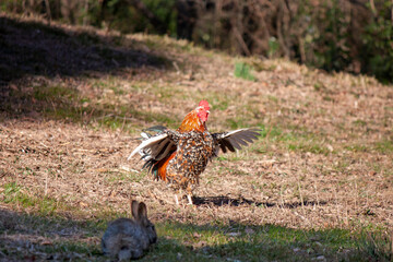 a rabbit watches a rooster flapping its wings