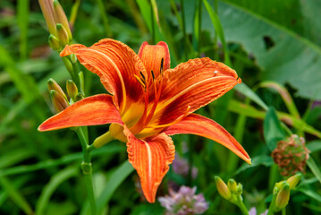orange lily flower
