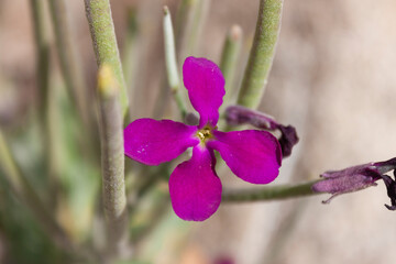 Matthiola tricuspidata, (Italian: Violacciocca selvatica; English: Three-horned Stock) is a widespread species of flowering plant in the family Brassicaceae, native to the shores of the Mediterranean.
