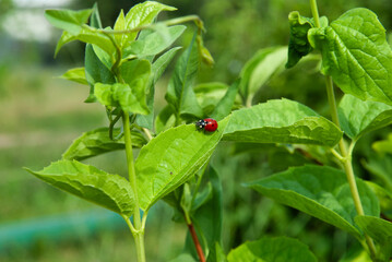 ladybug on green leaf