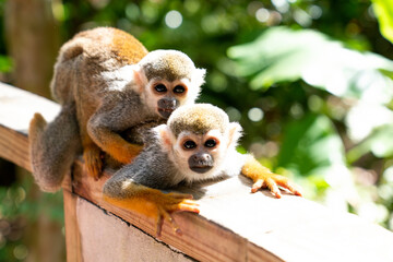 Two funny little saimiri monkeys sit on top of each other and look at the camera. Excursion to Monkey Land Zoo