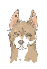 マダニに噛まれた犬