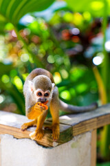 Funny little saimiri monkey sits on a wooden fence in the jungle. Excursion to Monkey Land Zoo