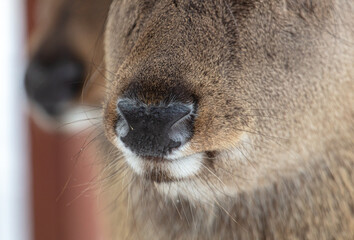 Naklejka premium Nose and mouth of a deer in a zoo.