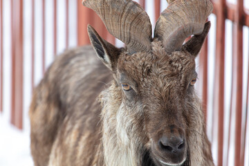 Mountain goat portrait in the zoo on snow