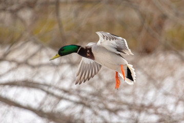 Obraz premium Duck in flight in nature in winter.