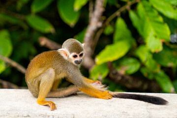 Funny little saimiri monkey sits on a wooden fence in the jungle. Excursion to Monkey Land Zoo