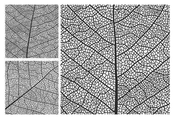 Leaf texture pattern background with veins and cells. Vector closeup plant leaf pattern set with monochrome ornaments of maple, birch or walnut tree leaves mosaic structure, nature abstract backdrop