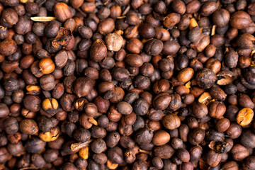  Brown roasted cocoa beans. Background, the process of making cocoa