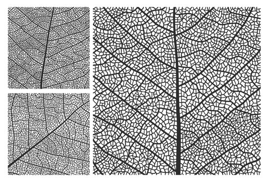 Leaf texture pattern background with veins and cells. Vector closeup plant leaf pattern set with monochrome ornaments of maple, birch or walnut tree leaves mosaic structure, nature abstract backdrop