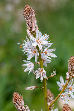 The herald of spring ; Asphodelus aestivus