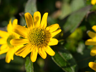 macro shot from a several yellow flowers of Sanvitalia