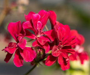 red geranium flowers on a branch
