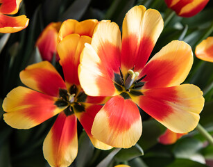 yellow and red tulip flowers