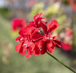 red geranium flowers on a branch