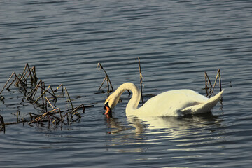 Swan on the lake on a sunny spring day.