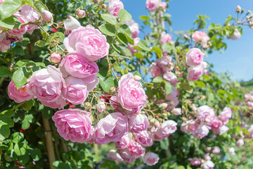 Beautiful blooming bud or inflorescence of a Rose climbing 