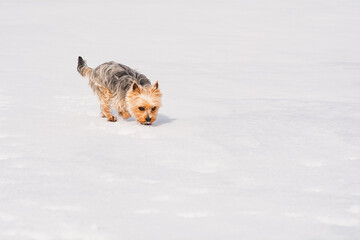 Yorkshire Terrier schnüffelt im Schnee