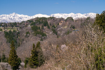 Fototapeta na wymiar 春山の桜
