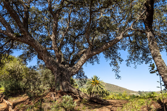 Flowers and trees in the Finca de Osorio Botanical Park near Teror, Gran Canaria Island, Spain