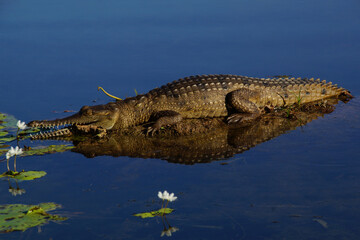 Freshwater crocodile (Crocodylus johnstoni), Ord River, Australia