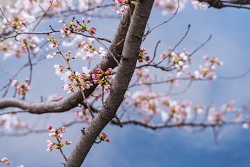 桜、春、目黒川