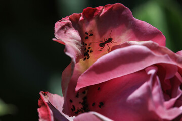 Black aphids or blackfly / greenfly are sitting on a rose bud and foliage, and sucking the sap and...