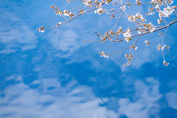 桜、春、目黒川