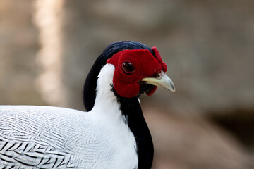 close up Silver Pheasant, Lophura nycthemera