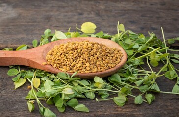 Closeup of Fenugreek Seeds in a Wooden Ladle with Raw and Organic Fenugreek Leaves Isolated on...