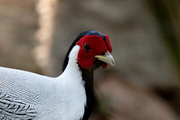 close up Silver Pheasant, Lophura nycthemera